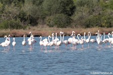 Rosaflamingos (Phoenicopterus roseus)  in der Lagune von San Teodoro, Sardinien