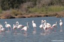 Phoenicopterus roseus