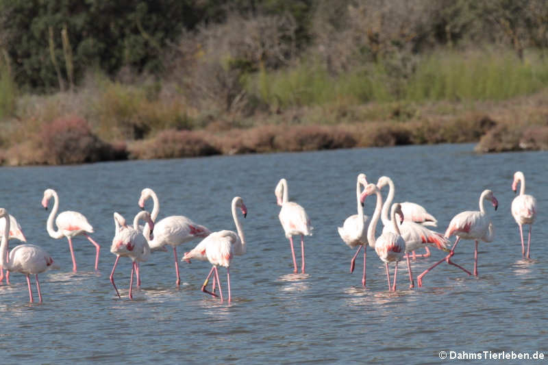 Rosaflamingos (Phoenicopterus roseus)