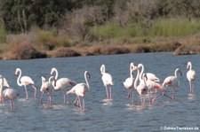 Rosaflamingos (Phoenicopterus roseus) in der Lagune von San Teodoro, Sardinien