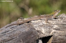 Ruineneidechse (Podarcis siculus siculus) in der Lagune von San Teodoro, Sardinien