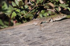 Ruineneidechse (Podarcis siculus siculus) in der Lagune von San Teodoro, Sardinien