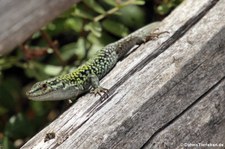 Ruineneidechse (Podarcis siculus siculus) in der Lagune von San Teodoro, Sardinien