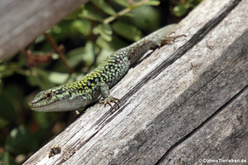 Podarcis siculus siculis-3
