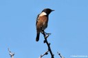 Saxicola rubicola rubicola