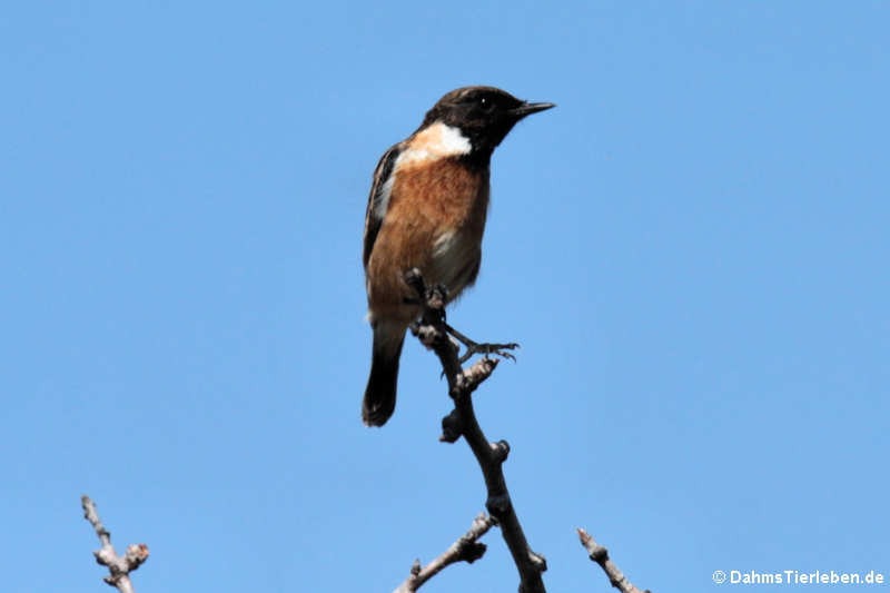 Schwarzkehlchen (Saxicola rubicola rubicola)