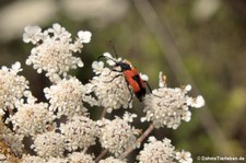 Beherzter Halsbock (Stictoleptura cordigera cordigera) in der Lagune von San Teodoro, Sardinien