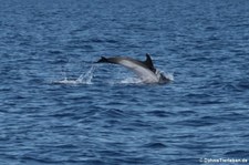 Blau-Weißer Delfin (Stenella coeruleoalba) im Tyrrhenischen Meer zwischen Sardinien und Korsik