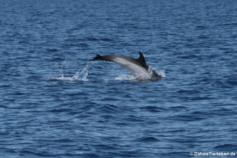 Stenella coeruleoalba