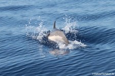 Blau-Weißer Delfin (Stenella coeruleoalba) im Tyrrhenischen Meer zwischen Sardinien und Korsik