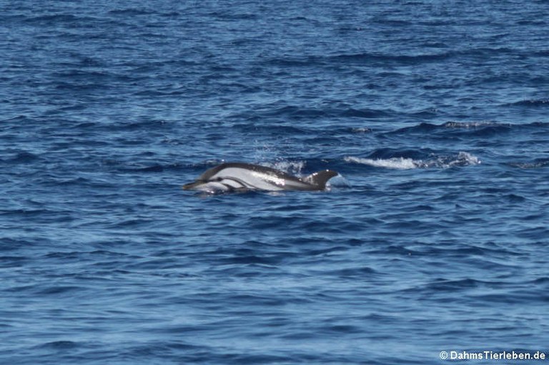 Stenella coeruleoalba