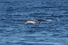 Blau-Weißer Delfin (Stenella coeruleoalba) im Tyrrhenischen Meer zwischen Sardinien und Korsik