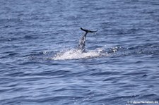 Blau-Weißer Delfin (Stenella coeruleoalba) im Tyrrhenischen Meer zwischen Sardinien und Korsik