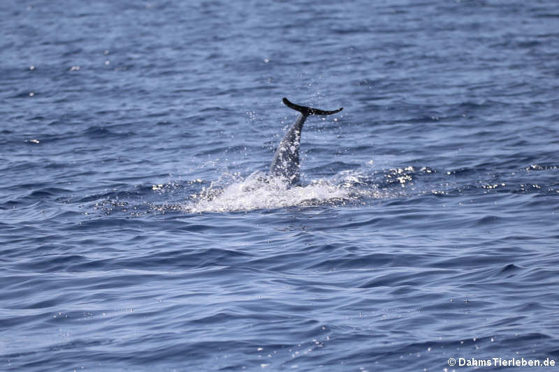 Stenella coeruleoalba-4