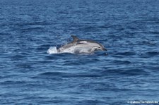 Blau-Weißer Delfin (Stenella coeruleoalba) im Tyrrhenischen Meer zwischen Sardinien und Korsik