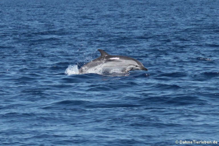 Stenella coeruleoalba