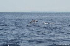 Blau-Weißer Delfin (Stenella coeruleoalba) im Tyrrhenischen Meer zwischen Sardinien und Korsik