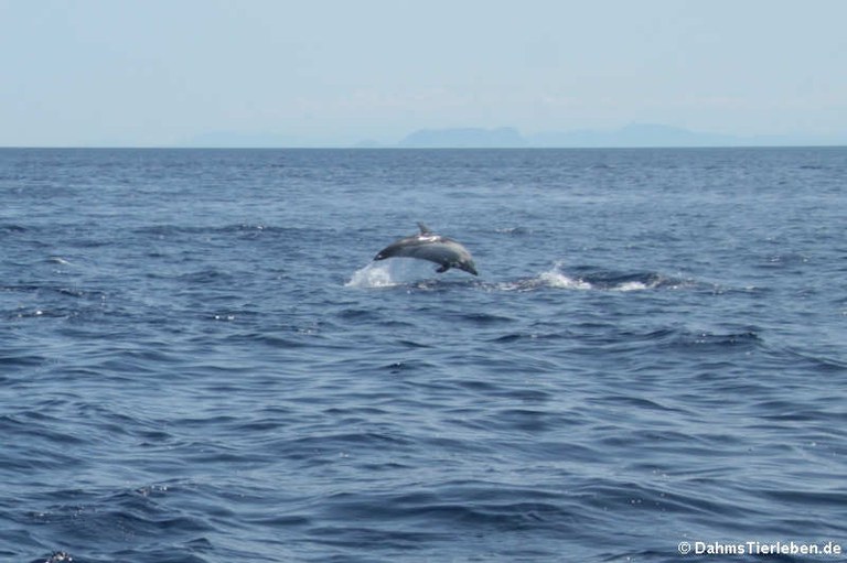 Stenella coeruleoalba