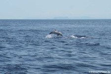 Blau-Weißer Delfin (Stenella coeruleoalba) im Tyrrhenischen Meer zwischen Sardinien und Korsik