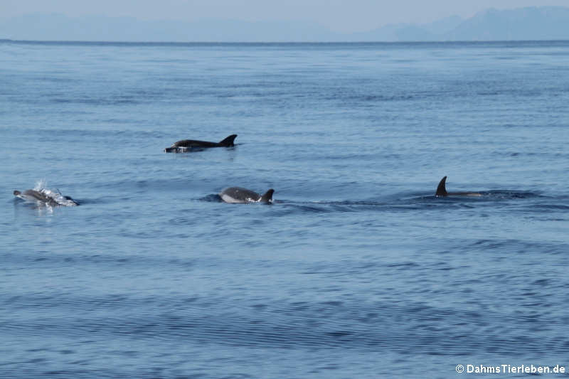 Stenella coeruleoalba-8