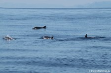 Blau-Weißer Delfin (Stenella coeruleoalba) im Tyrrhenischen Meer zwischen Sardinien und Korsik