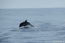 Blau-Weißer Delfin (Stenella coeruleoalba) im Tyrrhenischen Meer zwischen Sardinien und Korsik