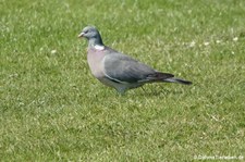 Ringeltaube (Columba palumbus palumbus) in Invergordon, Schottland