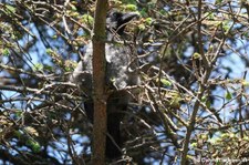 Nebelkrähe (Corvus cornix cornix) in Invergordon, Schottland