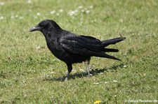 Rabenkrähe (Corvus corone corone) in Invergordon, Schottland