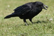 Rabenkrähe (Corvus corone corone) in Invergordon, Schottland