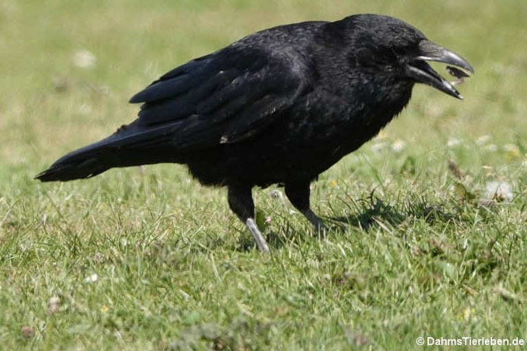 Corvus corone corone