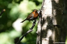 Rotkehlchen (Erithacus rubecula melophilus) in Invergordon, Schottland