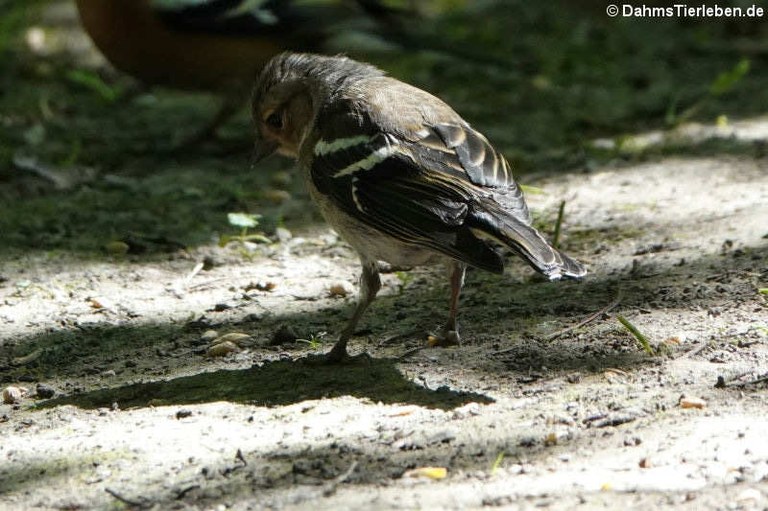 Fringilla coelebs gengleri