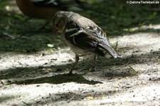 weiblicher Buchfink (Fringilla coelebs gengleri) in Invergordon, Schottland