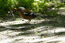 männlicher Buchfink (Fringilla coelebs gengleri) in Invergordon, Schottland