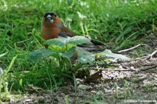 männlicherBuchfink (Fringilla coelebs gengleri) in Invergordon, Schottland