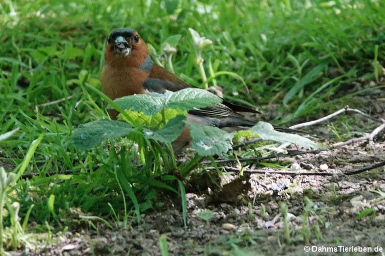 Fringilla coelebs gengleri