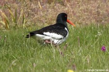 Austernfischer (Haematopus ostralegus ostralegus) in Invergordon, Schottland