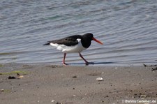 Austernfischer (Haematopus ostralegus ostralegus) in Invergordon, Schottland