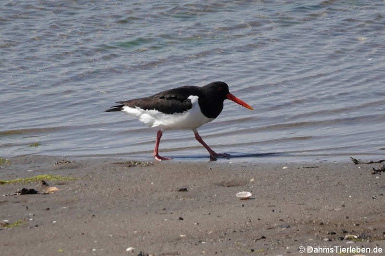 Haematopus ostralegus ostralegus