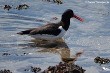 Austernfischer (Haematopus ostralegus ostralegus) in Invergordon, Schottland