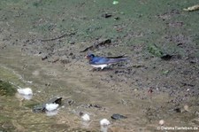 Rauchschwalbe (Hirundo rustica rustica) in Invergordon, Schottland