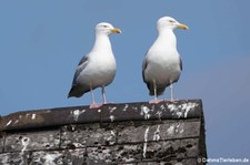 Silbermöwen (Larus argentatus argenteus) in Invergordon, Schottland