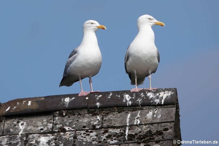 Larus argentatus argenteus