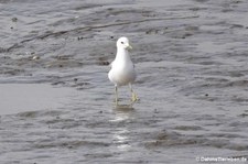 Sturmmöwe (Larus canus canus) in Invergordon, Schottland