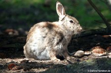 Wildkaninchen (Oryctolagus cuniculus)  in Invergordon, Schottland