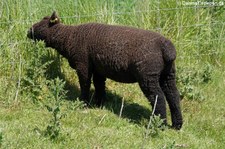 Colored Ryeland-Schaf (Ovis orientalis f. aries) aus Invergordon, Schottland