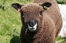 Colored Ryeland-Schaf (Ovis orientalis f. aries) aus Invergordon, Schottland