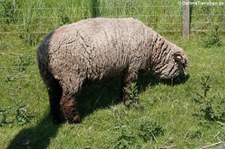 Ryeland-Schaf (Ovis orientalis f. aries) aus Invergordon, Schottland