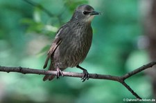 junger Star (Sturnus vulgaris vulgaris) in Invergordon, Schottland